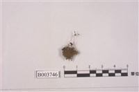 藏品(真苔屬)的圖片